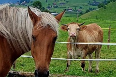 98a522af-9aeb-4e17-912c-edf2240046f7