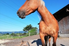 475da3e5-7adf-486f-b0da-72afe85baa8c-1