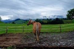 c27a3557-6fd5-4512-bedb-3171c87164f6-1